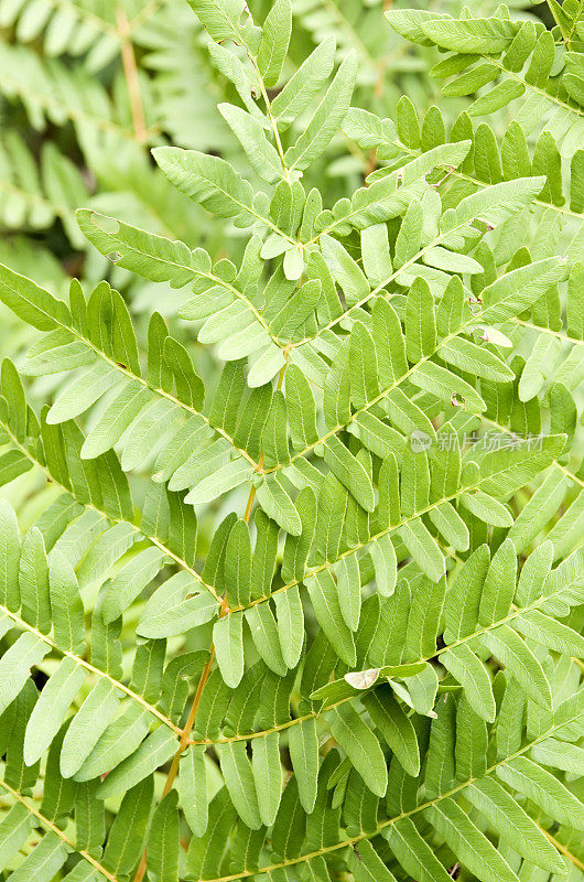 蕨类:皇家蕨类(Osmunda regalis)